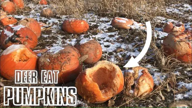 Deer and Pumpkin Feeding: Understanding the Pros and Cons