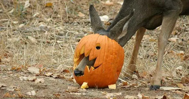 The Appropriateness of Pumpkins as Deer Food: A Closer Look