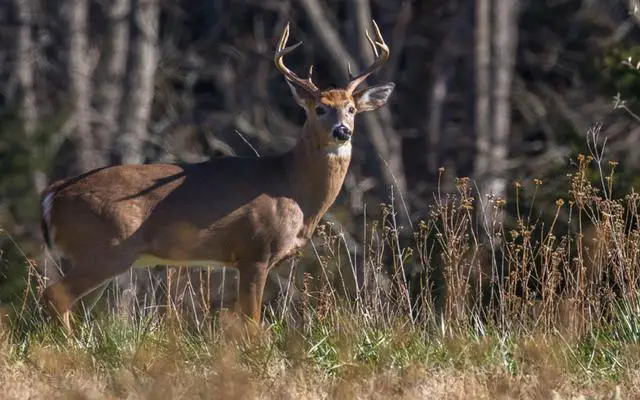 In the Wild, Who Hunts and Eats White-Tailed Deer?