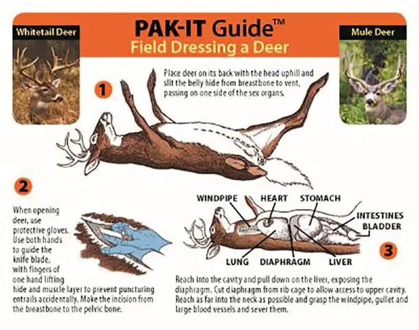 Proper Steps for Field Dressing a Deer to Preserve Meat Quality