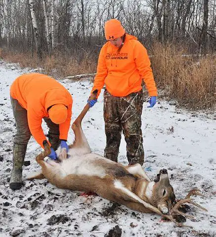 How Delayed Field Dressing Can Affect the Taste of Deer Meat
