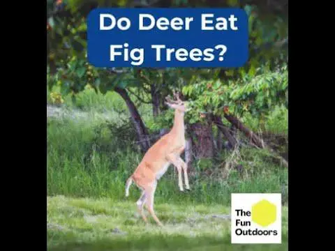 Maintaining the Health of Your Fig Trees in Deer-Prone Areas