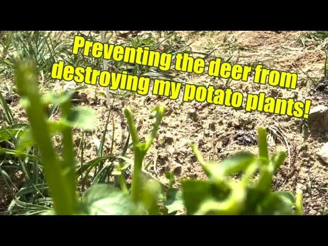 3. Preventing Deer Damage: Strategies for Protecting Potato Plants