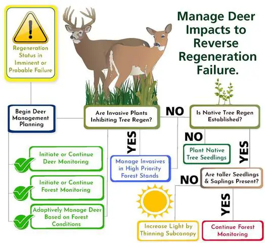 Survival Strategies of Deer: Examining Their Dietary Adaptations