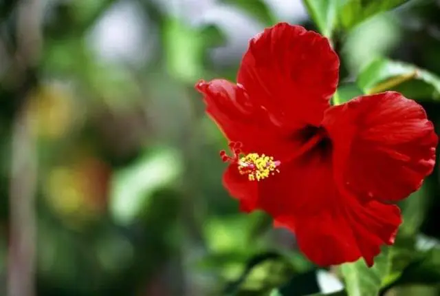 3. "Promoting Hibiscus Recovery: Overcoming Deer Damage"