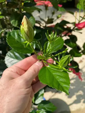 4. "Reviving Chewed Hibiscus Plants: Steps for Successful Regrowth"