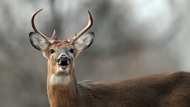 5. Stay Calm and Safe: Dealing with a Charging Deer while Walking