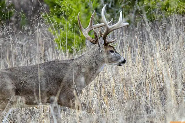 6. Essential Guidelines for Handling an Oncoming Deer During Your Walk