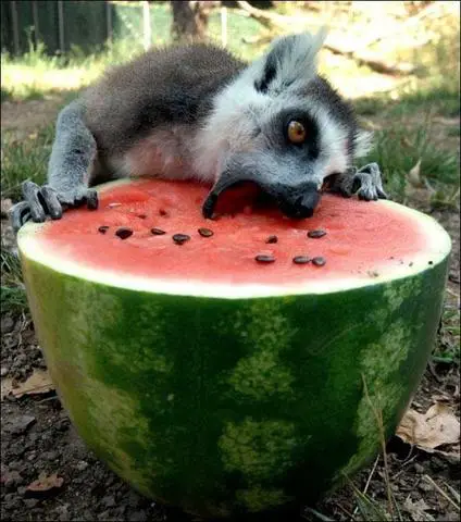 Unlikely Watermelon Lovers: Animals that Can