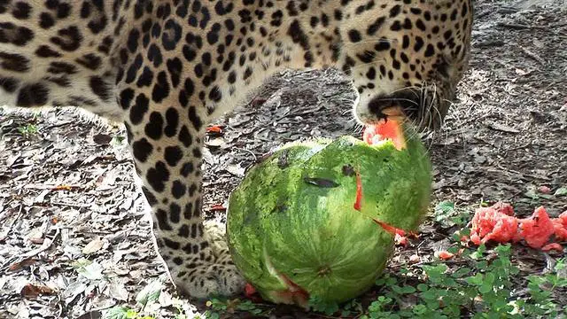 Crop Destroyers: Discover the Animals Feasting on Watermelons