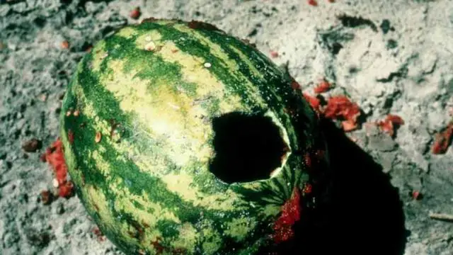Unexpected Garden Threats: Animals Devouring Watermelons Overnight