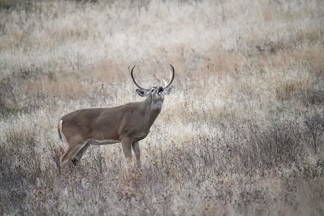 4. Cracking the Code: Discovering the Peak Time to Hunt for Monster Bucks