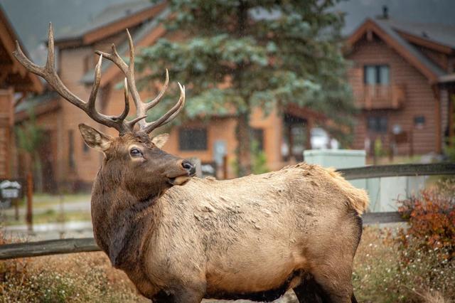 Decoding the Deer Family: How to Tell Apart Deer, Elk, and Moose.