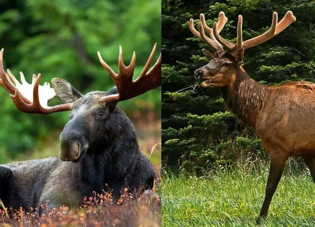Differentiating Between Deer, Elk, and Moose - Unraveling the Similarities and Variations.
