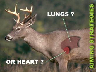 2. The Lethal Impact: Exploring the Effects of Shooting a Deer in the Heart