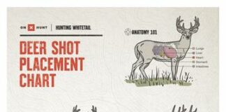 The Impact of Heart Shots on Deer: Understanding the Consequences