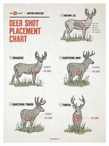 1. Understanding the Consequences: What Happens When a Deer is Shot in the Heart?