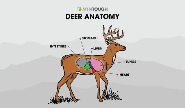 3. Anatomy Matters: The Outcome of a Heart Shot on a Deer