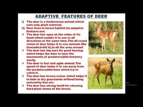 2. "Adaptable Creatures: Where Do Deer Live?"