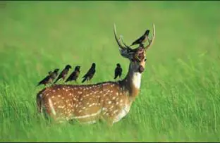 6. "Deer and Forests: A Mutual Relationship"