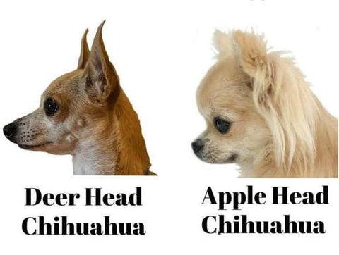 Apple-Head or Deer-Head? Unraveling the Contrasts in Chihuahua Breeds