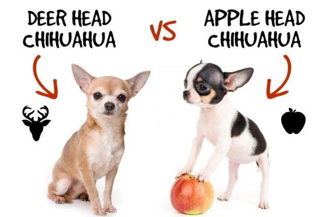 Exploring the Variations: Key Differences Between Apple-Head and Deer-Head Chihuahuas