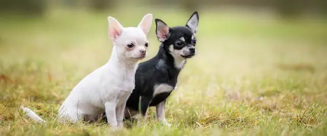 Understanding the Distinctions: Apple-Head vs Deer-Head Chihuahuas