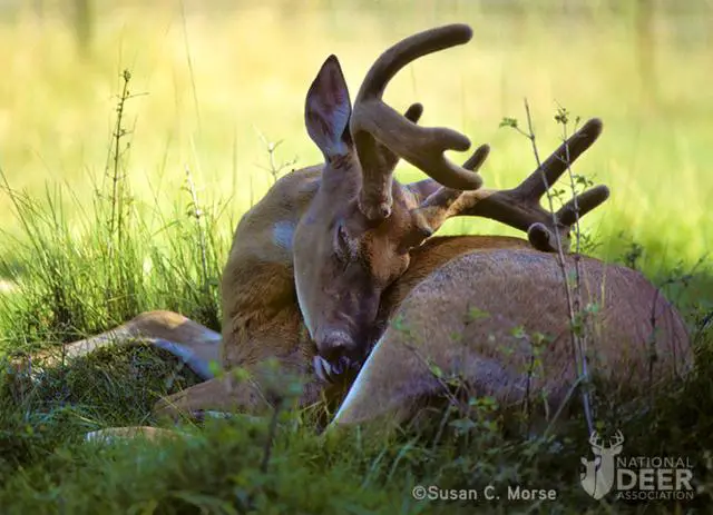 3. Interpreting the Behavior of a Deer Laying Down: Resting or Seeking Help?