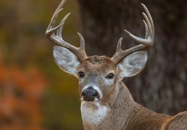 4. Unraveling the Mystery: What Does it Mean When You Spot a Deer Laying Down?
