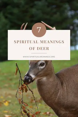 5. The Symbolism Behind a Deer Laying Down: Rest, Intuition, or Something Else?