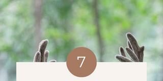 The Meaning of a Deer Laying Down: Resting or Distressed?