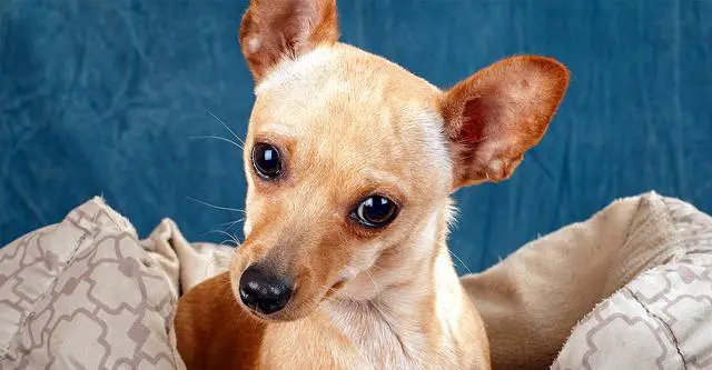 3. The Monetary Value of Deer Head Chihuahuas: What to Expect