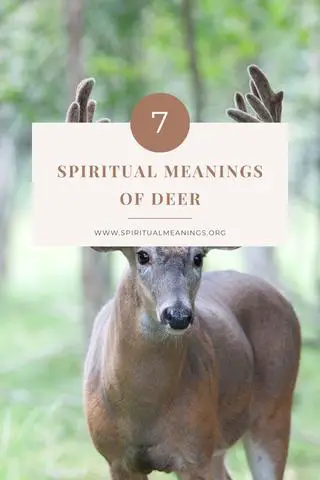 The Deep Spiritual Symbolism of Seeing a Deer