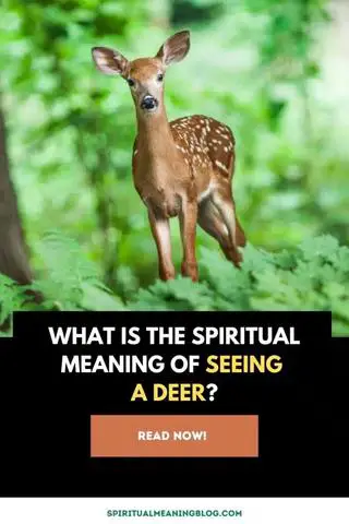 Unlocking the Spiritual Message Behind the Presence of a Deer