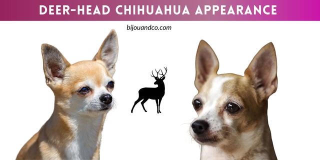 What Determines the Worth of a Reindeer Chihuahua? Exploring Pricing Factors