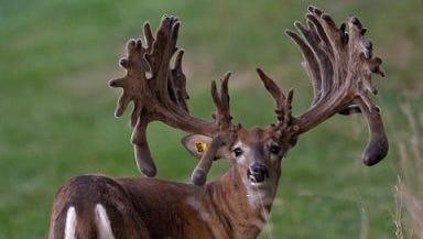 Trapping Deer: An Ethical and Effective Approach to Harvesting Venison