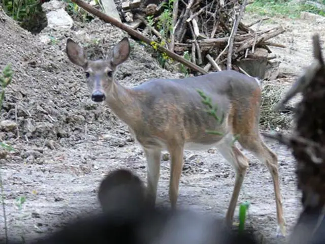 Alternative Methods for Capturing Deer Instead of Traditional Hunting