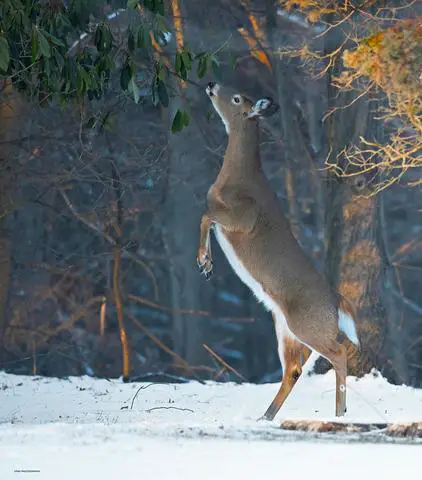 Curiosity Strikes: Observing a Deer Standing and Moving on Its Hind Legs in the Wilderness
