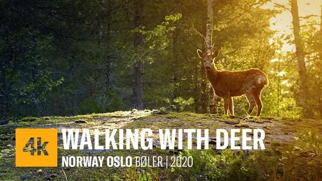 An Unexpected Encounter: Coming Across a Deer Walking Upright in the Forest