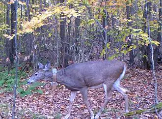 Unusual Wildlife Encounter: Witnessing a Deer Walking Upright in the Woods