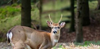Is a spike deer always a spike deer?