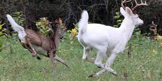 5. Spotting the Differences: A Guide to Identifying Albino and White Deer