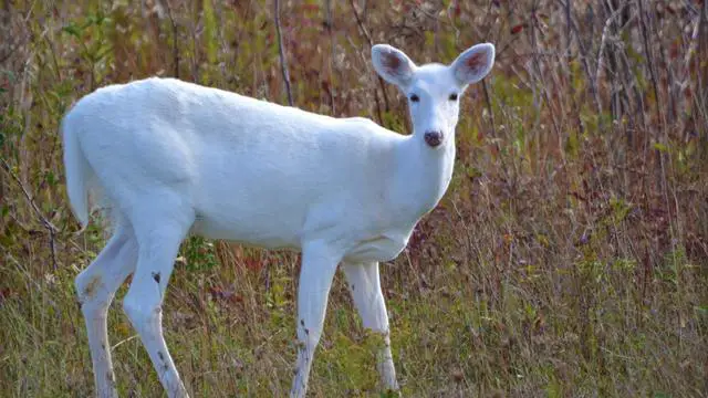 6. The Fascinating World of Albino and White Deer: What Sets Them Apart?