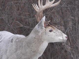 2. Decoding the Genetics: Differentiating Albino and White Deer