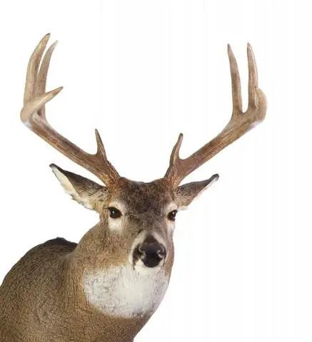 Unraveling the Mystery: What Points Really Mean in Deer Hunting