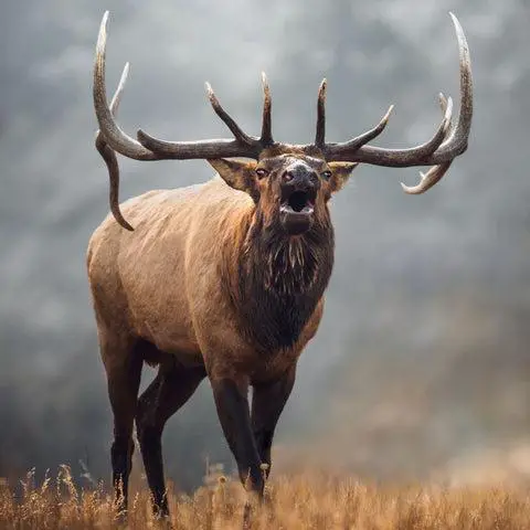 Calling All Hunters: The Importance of Game Calls in Elk Hunting