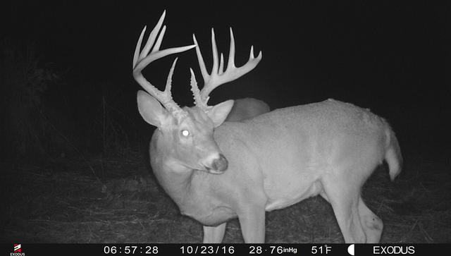 5. Strategies to Spot and Hunt Nocturnal Bucks