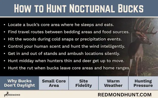 6. Unlocking the Secrets: What Causes Deer to Become Nocturnal?