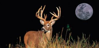 Unlocking the Mystery: Are Deer Nocturnal?