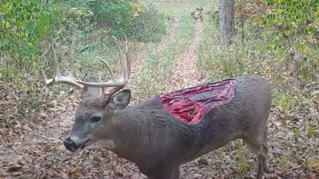 An Unusual Encounter: Observing a Deer Walking on Two Legs in the Forest